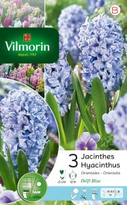 Jacinthe Delft Blue (x3)